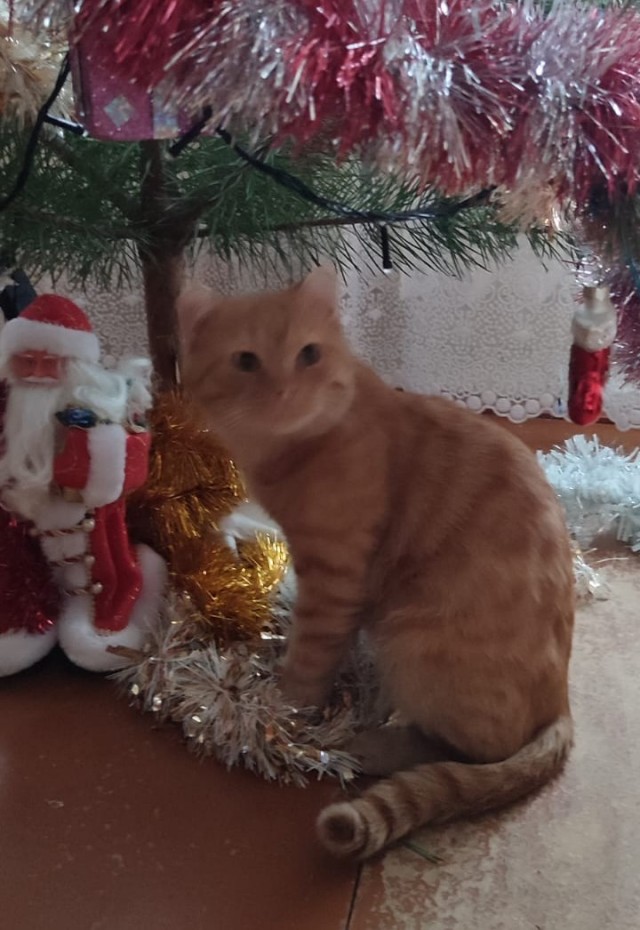 Котодракула