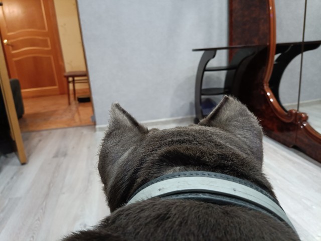 Кошка