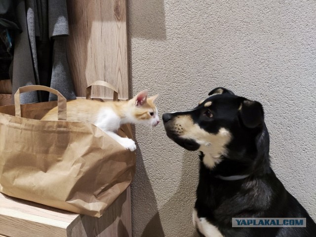 Котовторнику посвящается. Счастья привалило