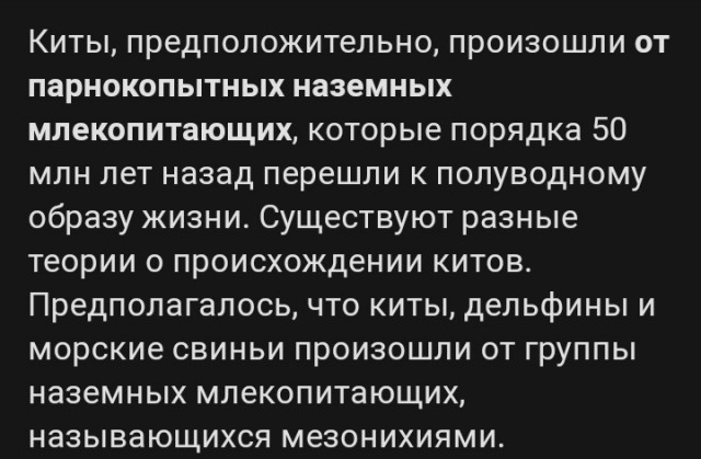 Синий кит: Наша планета не видела более крупного существа. Какое бытие у левиафана весом в 150 тонн?