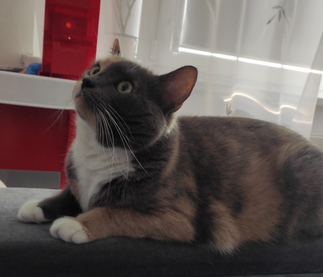 Мой котовторник..