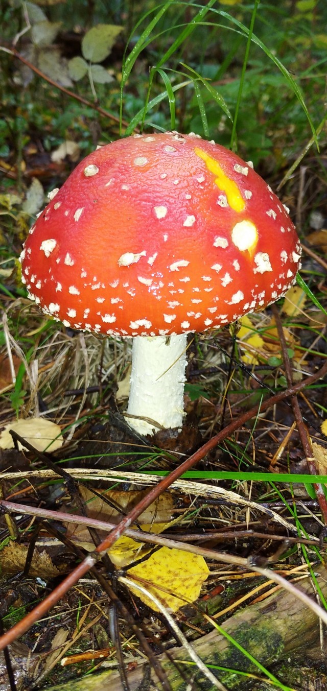 Накосили