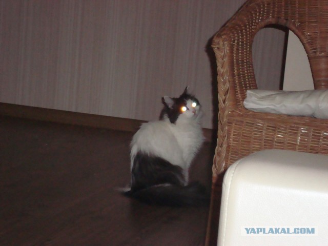 Котовторник 23.04.2013