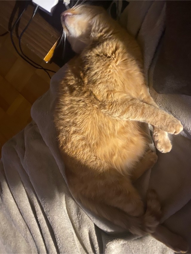 Позы для сна у кошек - что они означают?