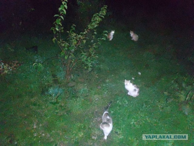 Жизнь домашнего приюта для котеек 467