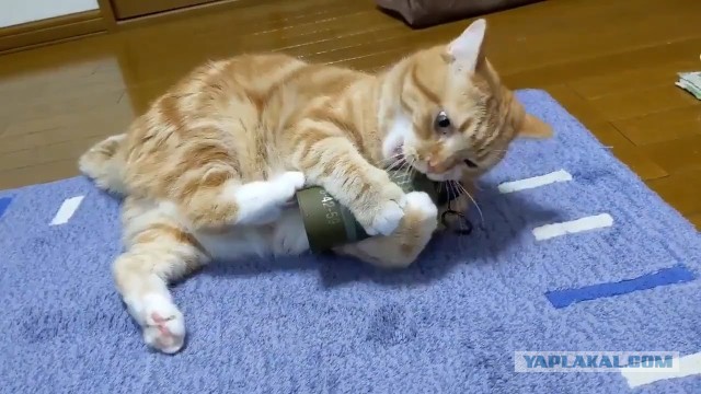 Замглаве Буйнакска Османову подарили гранату, которая взорвалась у него в руках