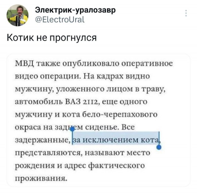 Жизнь домашнего приюта "Котоленд" 415