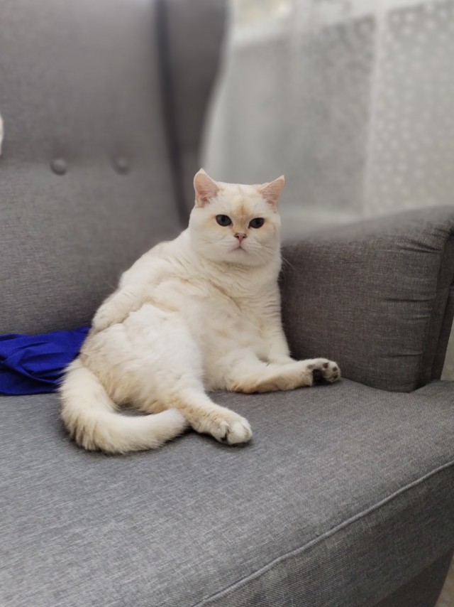 Всем кота за мой счёт. Я настаиваю