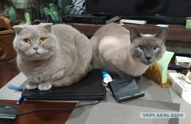 Эти 5 пород кошек — самые умные в мире