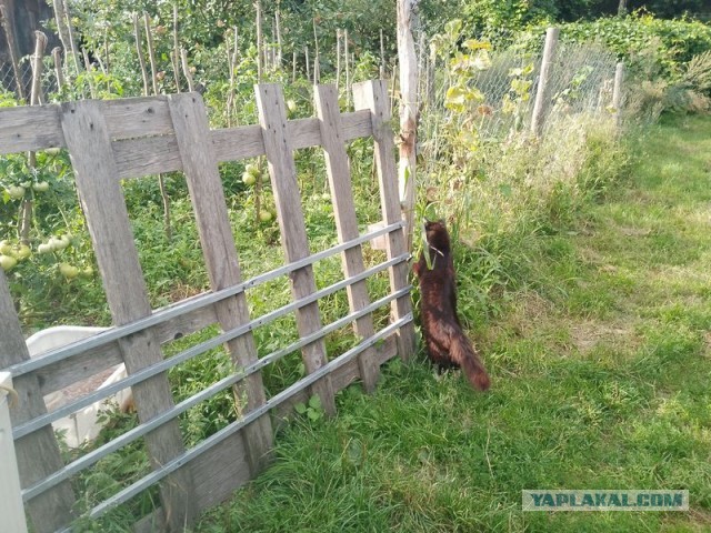 Жизнь домашнего приюта для котеек 508