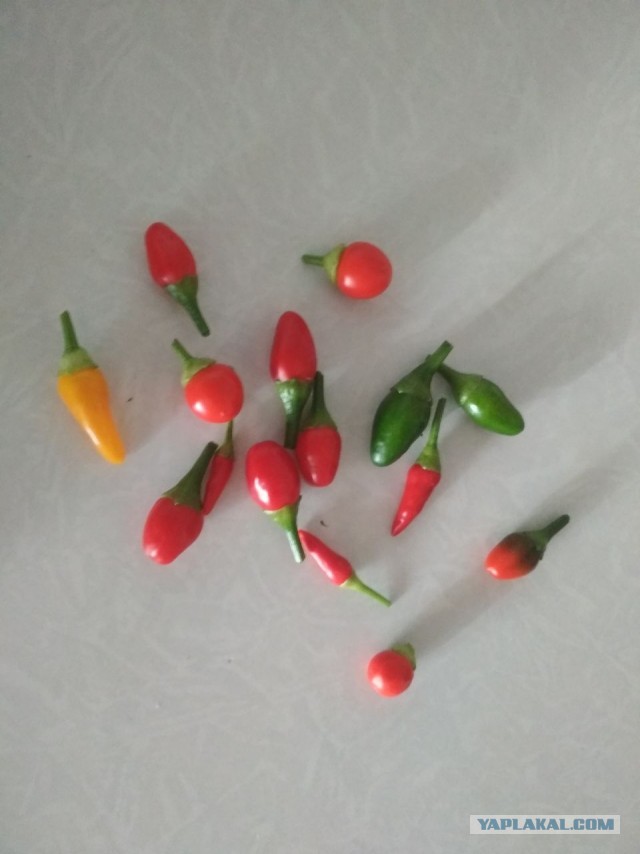 Сентябрь, и снова о перцах