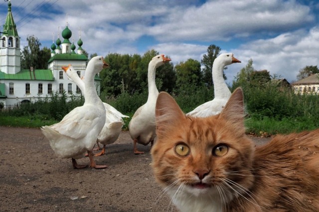 Эх, люблю я Петросяна.