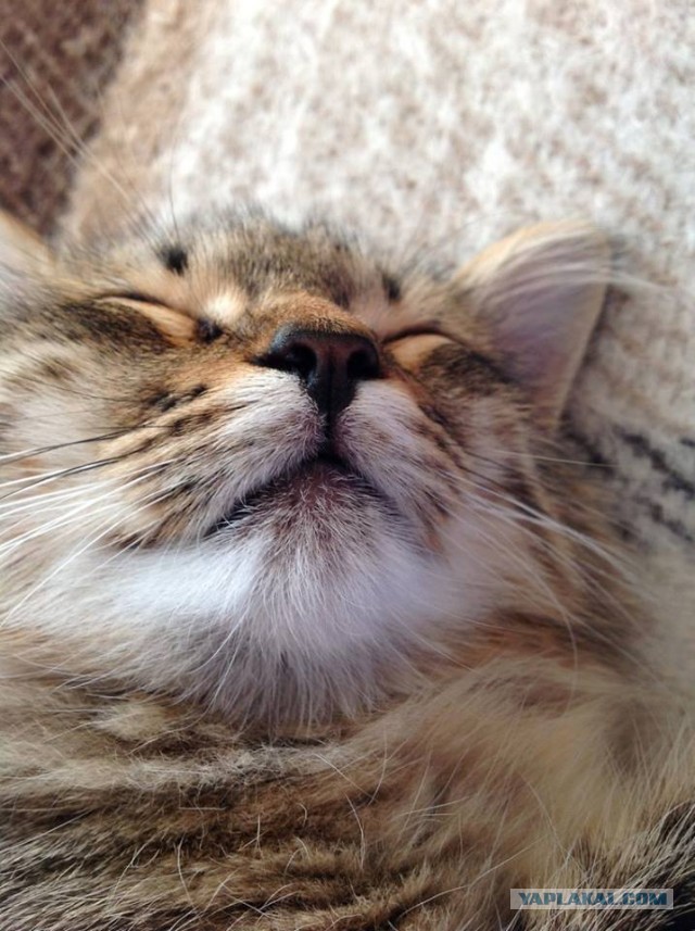 Котовторник 04.06.2013