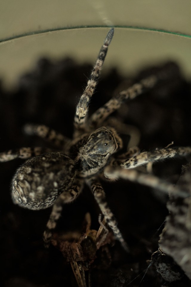 Паук
