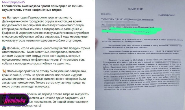 В Хабаровском крае, в поселке, тигры сожрали почти всех собак