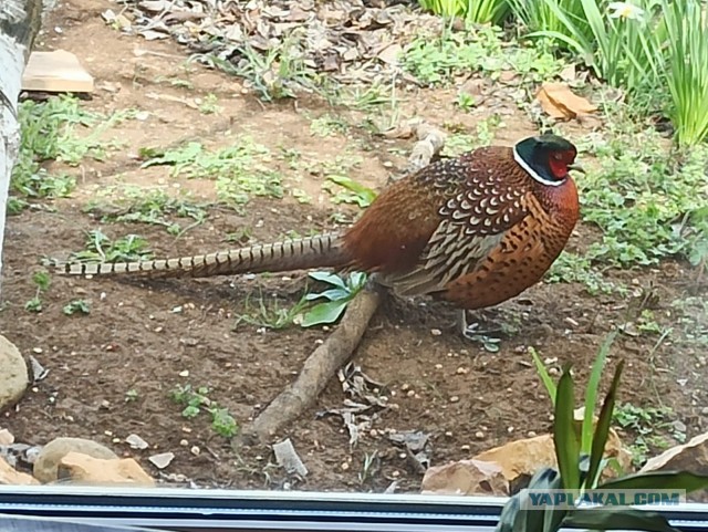 Фазан птица гордая