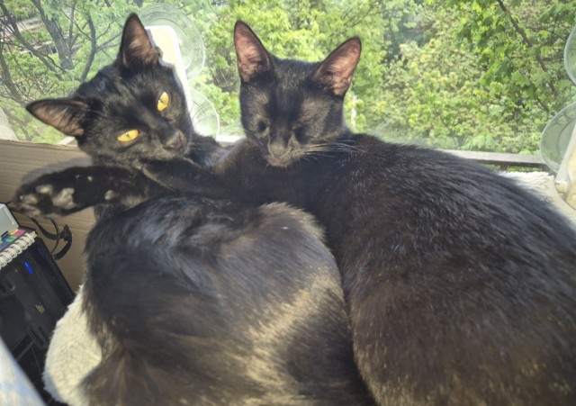 Минус один бродяга