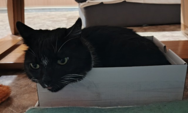 Коты и коробки
