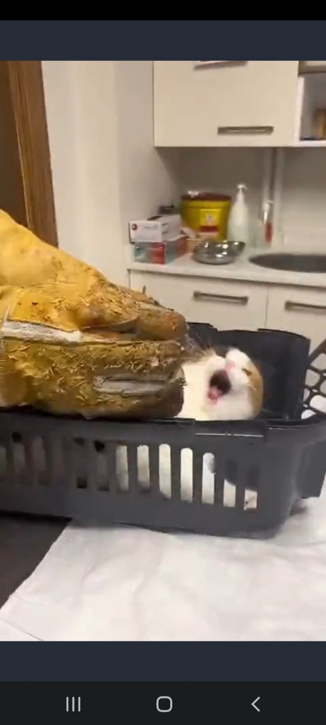 Живым не дамся!