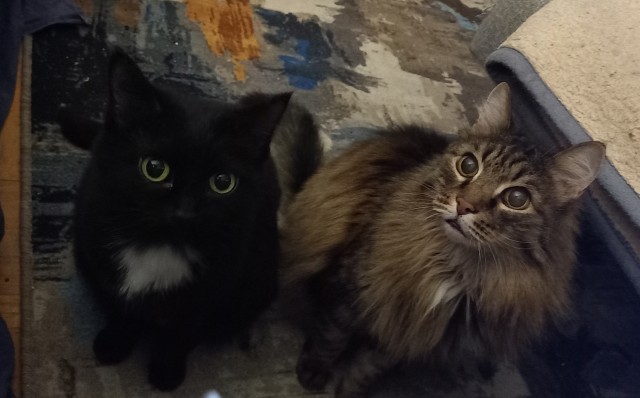 Котовторник же!