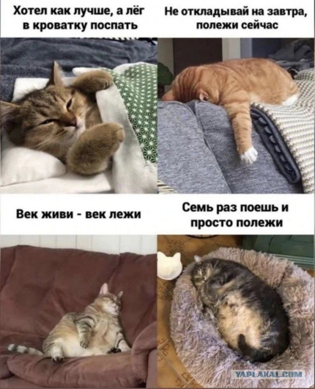 Картиночки, баянчики 14 января