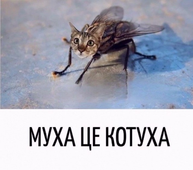 Куча мала 15, последняя