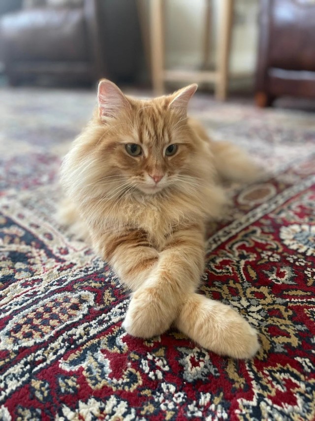 Рандомных фото котов тред