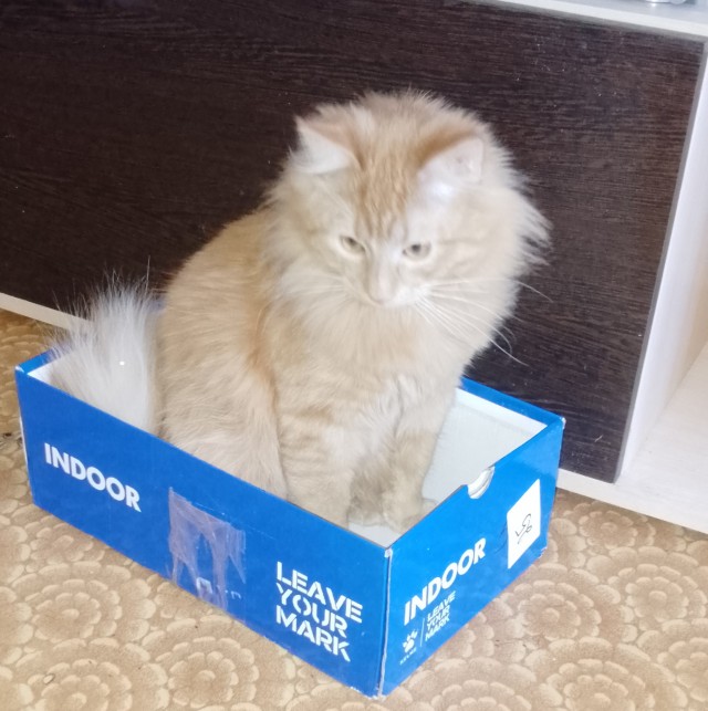 Котовторник. табудык