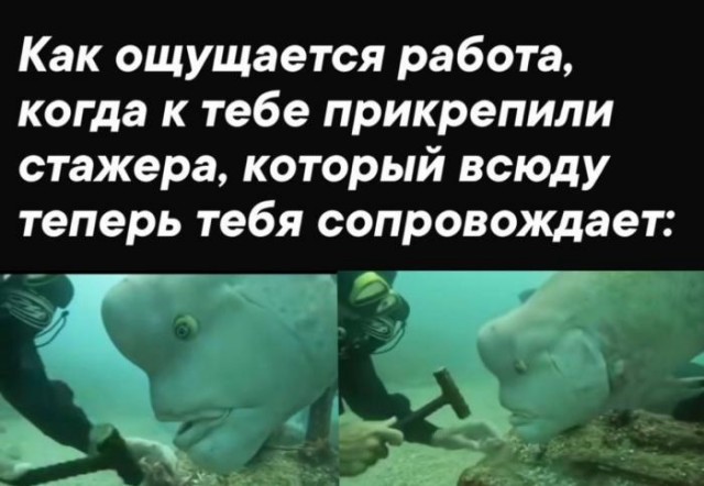 Веселые картинки в понедельник (который вторник) (10.03)