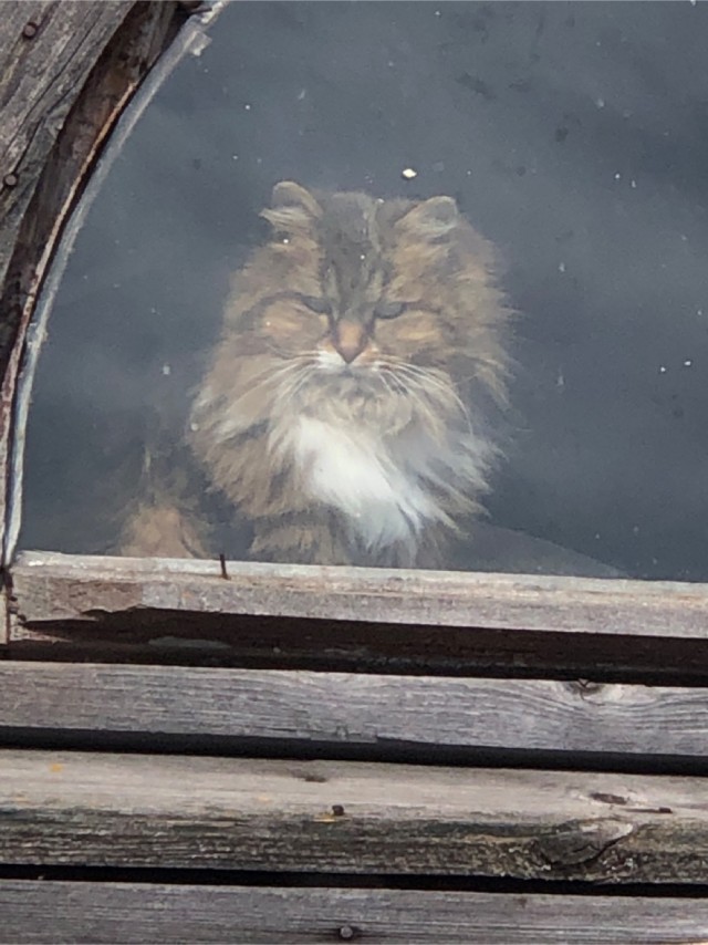 Два фото к котовторнику.