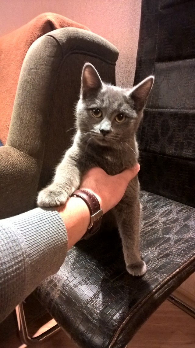 Говорят, у котов 9 жизней