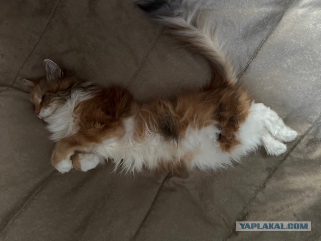 Котовторник: моя инвалидка