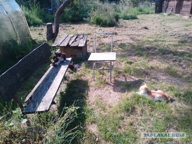 Жизнь домашнего приюта для котеек 580