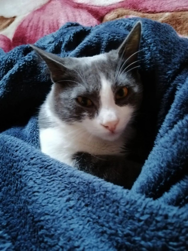 Котовторник Тимоноподобный
