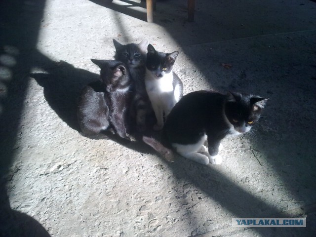 Котовторник 22.10.2013