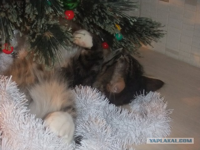 Котовторник 18.03.2014