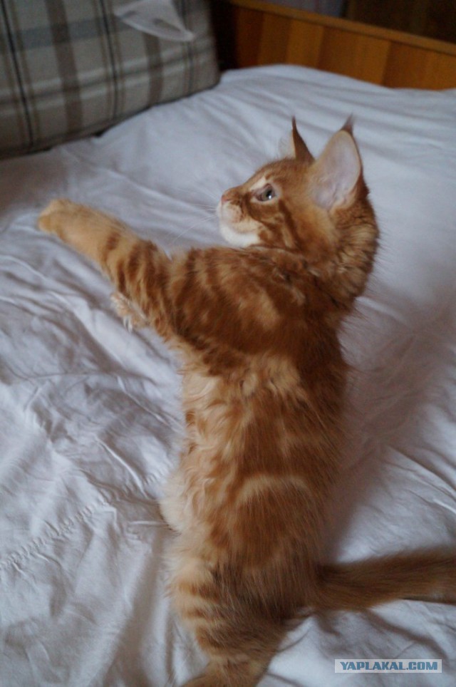 Котовторник  08.04.2014