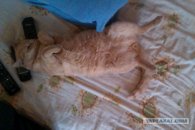 С Котовторником!