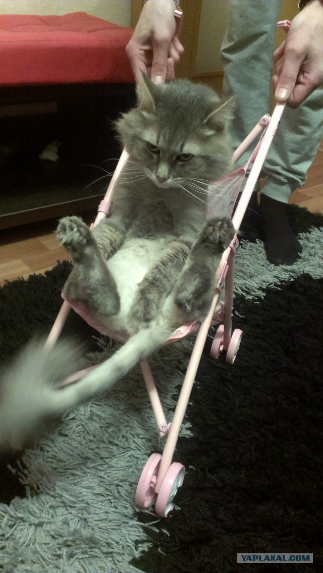 Котовторник 20.05.2014