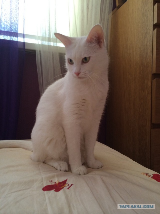 Котовторник 15.07.2014.