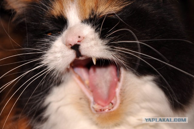 А у тебя есть фото твоей зевающей котейки ?