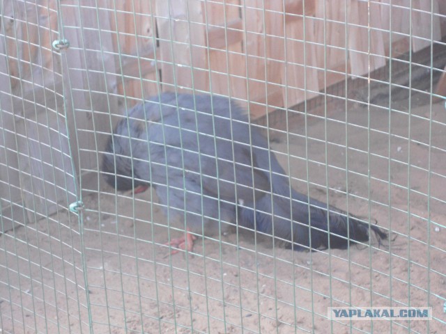 Ижевский зоопарк