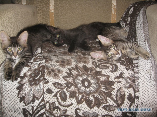 Котовторник 04.11.2014