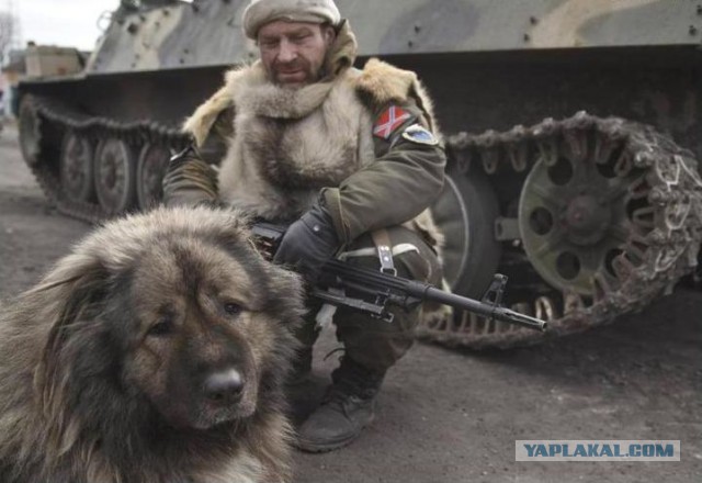 Кошки и собаки на войне в Донбассе