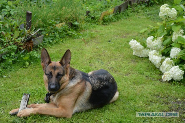 Народ! Геленджик! Помогите!