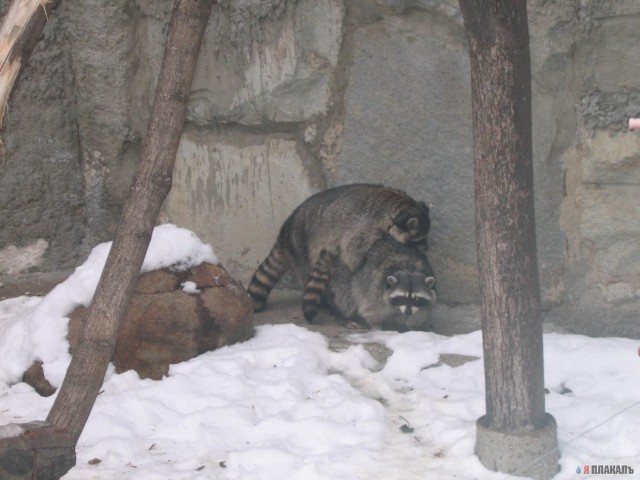 ГРЫЗУНЫ. Мыши, крысы, хомячки и т.д.