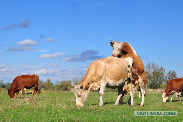 Спасение быка, который всю жизнь простоял на месте