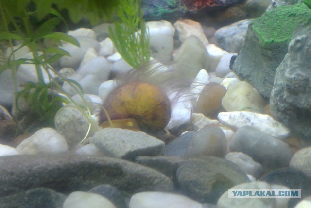 Аквариумные страдания