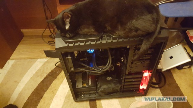 Жизнь домашнего приюта для котеек 107