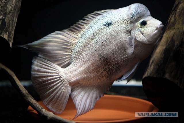 А запилю-ка я пост про рыбок (покажите своим котикам)